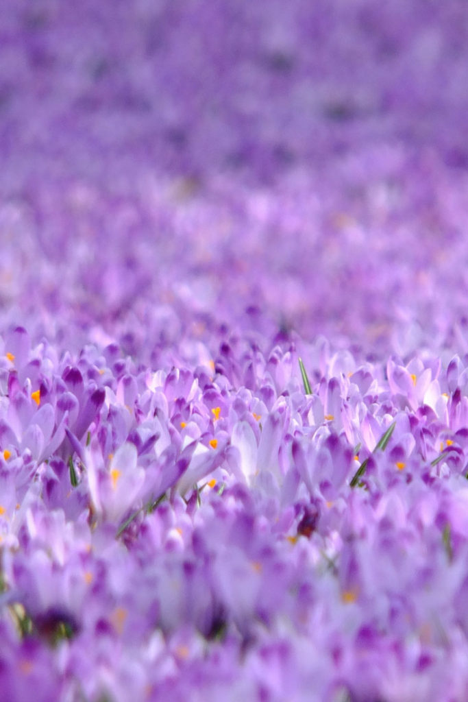 Purple Flowers for the Crown Chakra healing garden