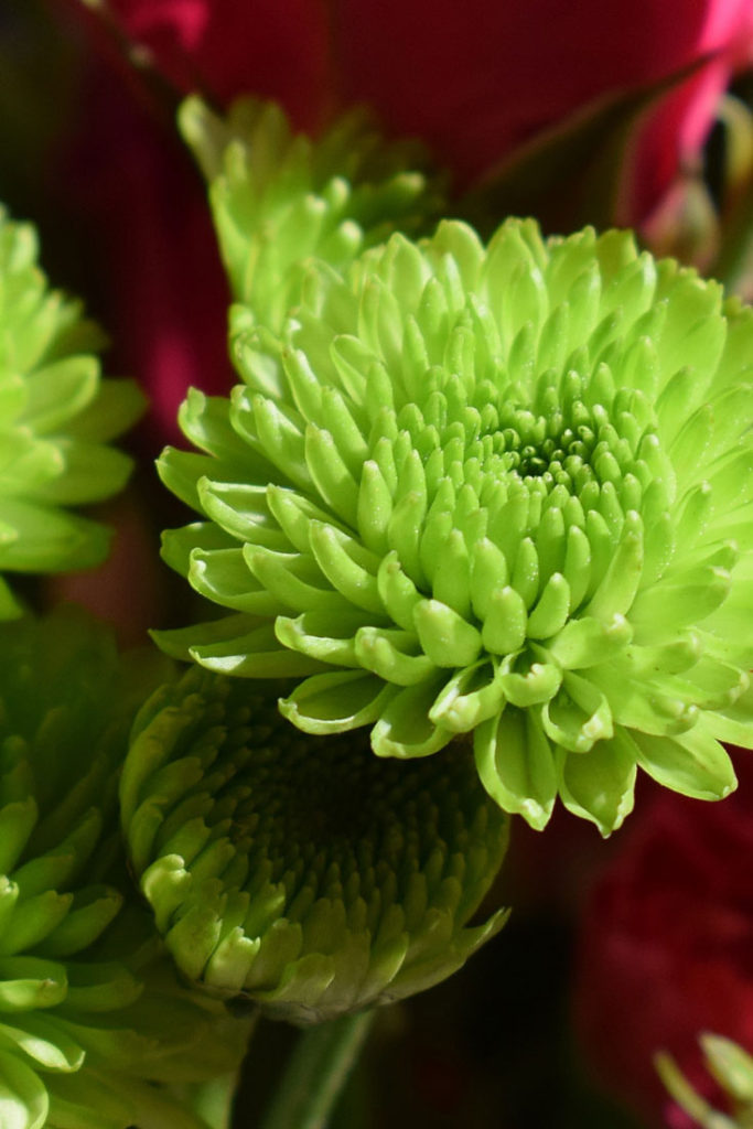 Green Flowers for the Heart Chakra healing garden