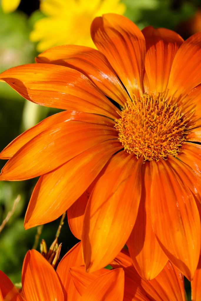 Orange Flowers for the Sacral/Naval Chakra healing garden