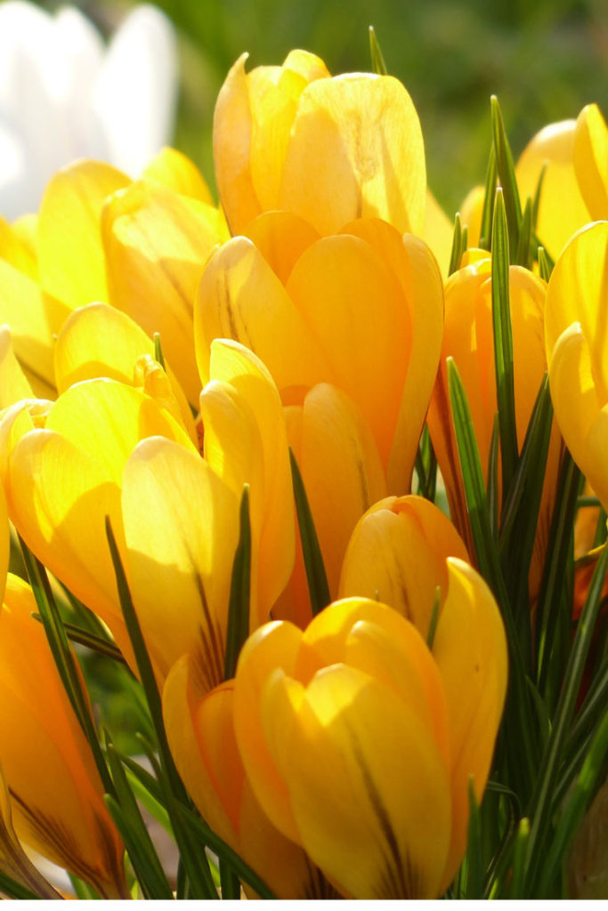 Yellow Flowers for the Solar Plexus Chakra healing garden