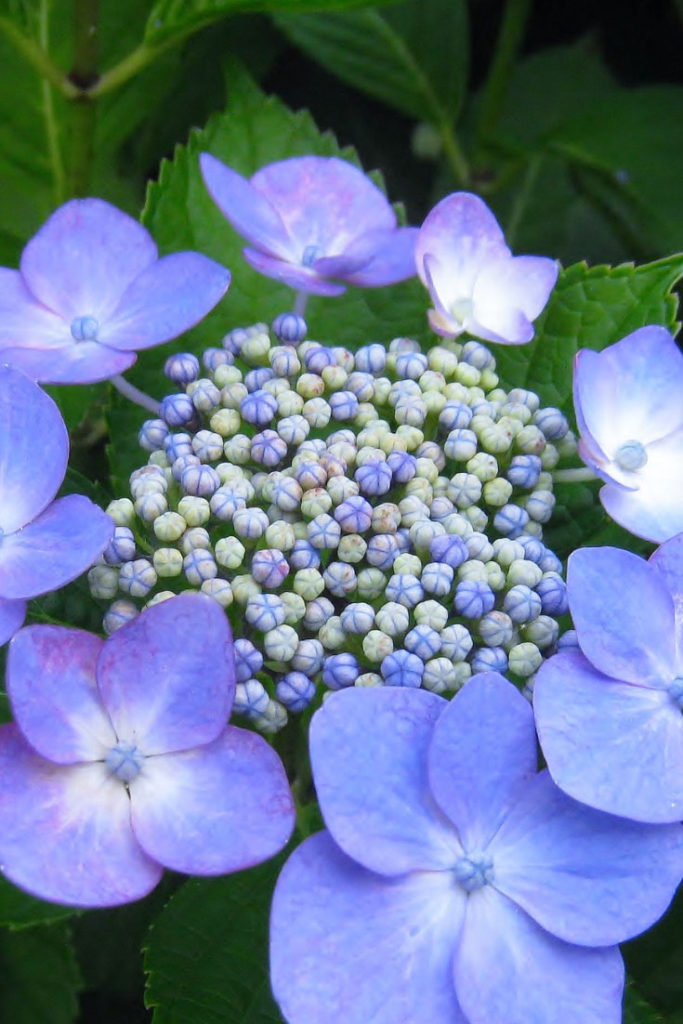 Indigo Colors for the Third Eye Chakra healing garden