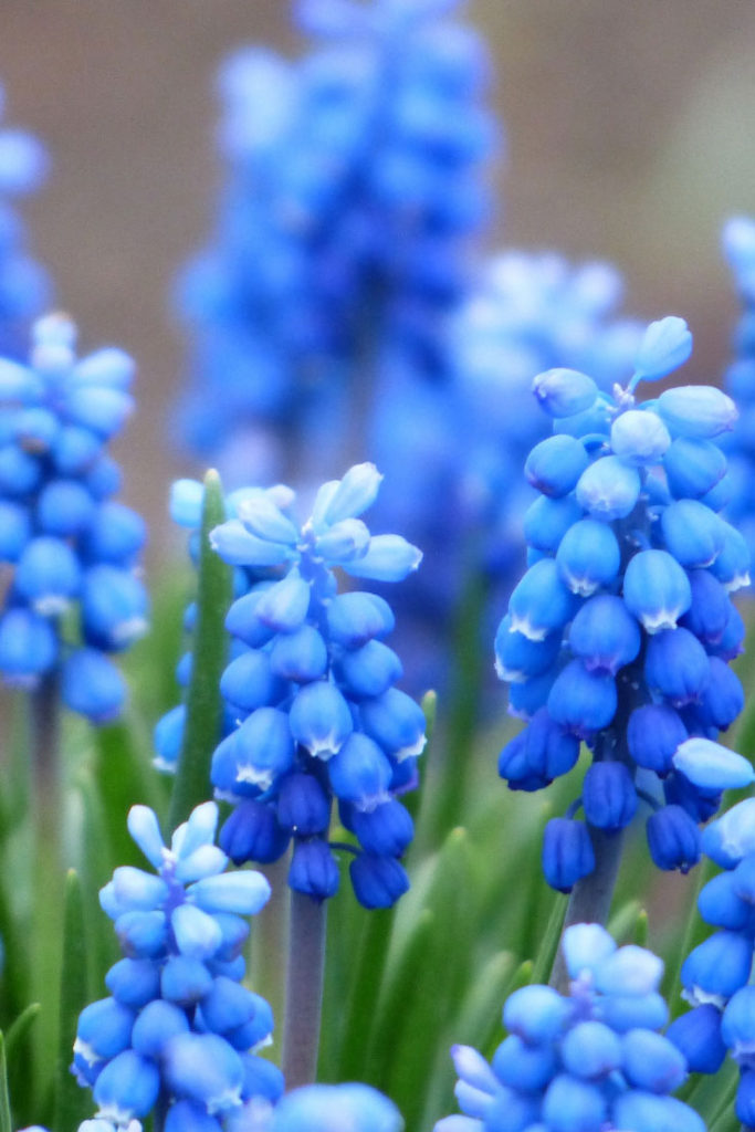 Blue Flowers for the Throat Chakra healing garden