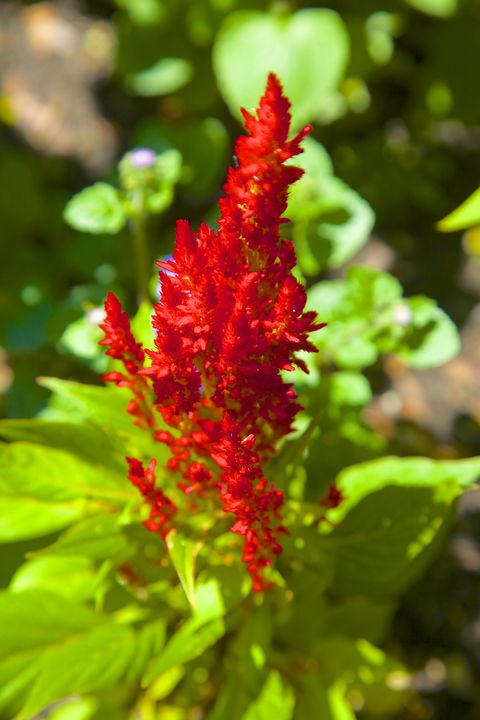 Red Flower for the Root Chakra healing garden