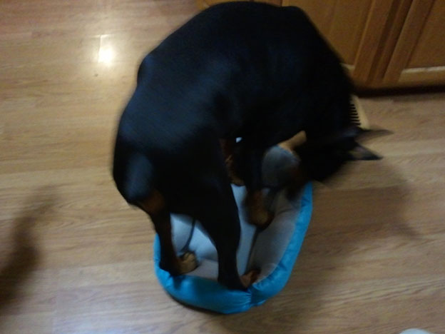 Black Doberman trying to fit in the cat's new blue bed