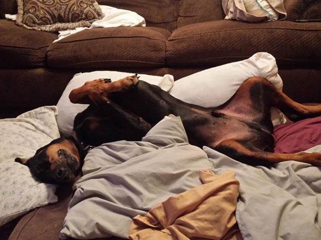 Doberman sleeping on his back on a stack of pillows with his legs open and head tilted