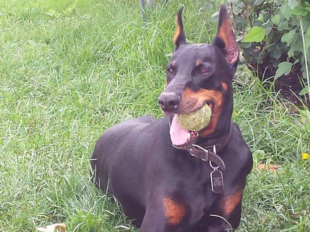 Beautiful doberman laying in the grass looking off in the distance with a tennis ball in his mouth