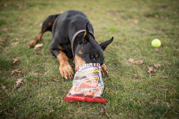 Doberman laying in the grass eating out of a bag of spicy hot pork rinds with his tennis ball in the background on the grass