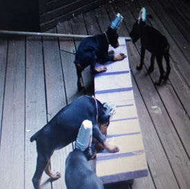 Doberman pups with a white cone on their head exploring a flat piece of wood