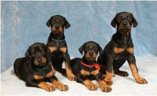 A professional picture of 4 doberman pups