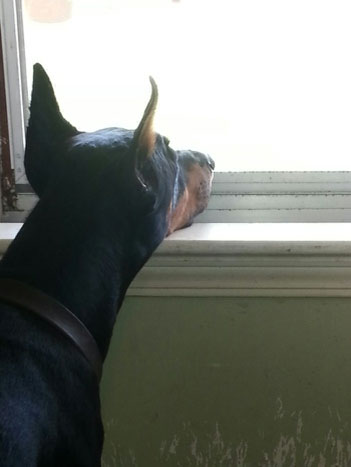 A doberman resting his chin on a windowsill looking outside