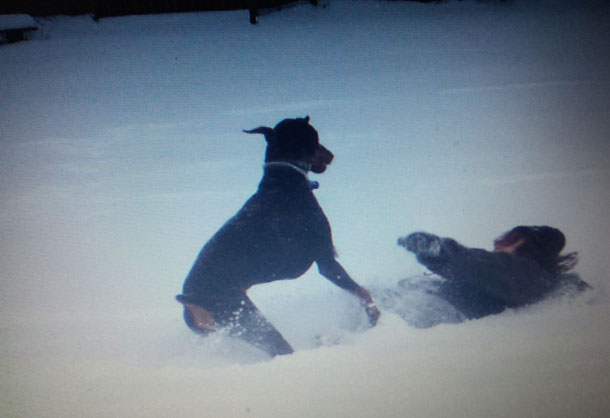 A doberman playing with a boy in the snow