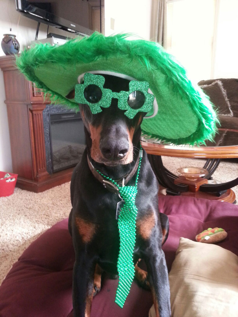 Black, beautiful doberman sitting nicely facing you wearing a big green St. Patties feathery hat a green necklace and sunglasses