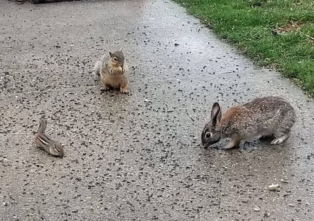 A squirrel, chipmunk and a wild rabbit eating seed together on the driveway