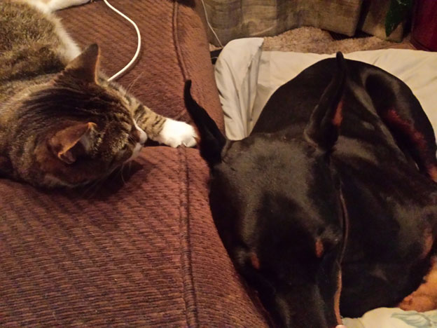 Cat laying on a brown couch looking at a doberman who is laying on the floor on a dog bed however, the doberman's head is resting on the couch inches from the cat