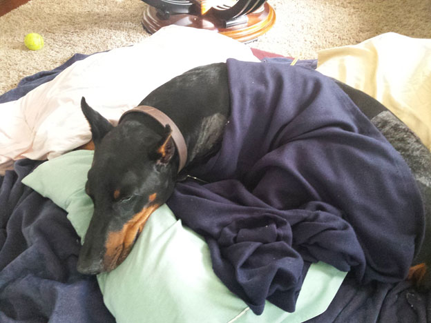 Doberman sleeping on a dog bed after surgery with lots of pillows, covered in a blanket resting after surgery