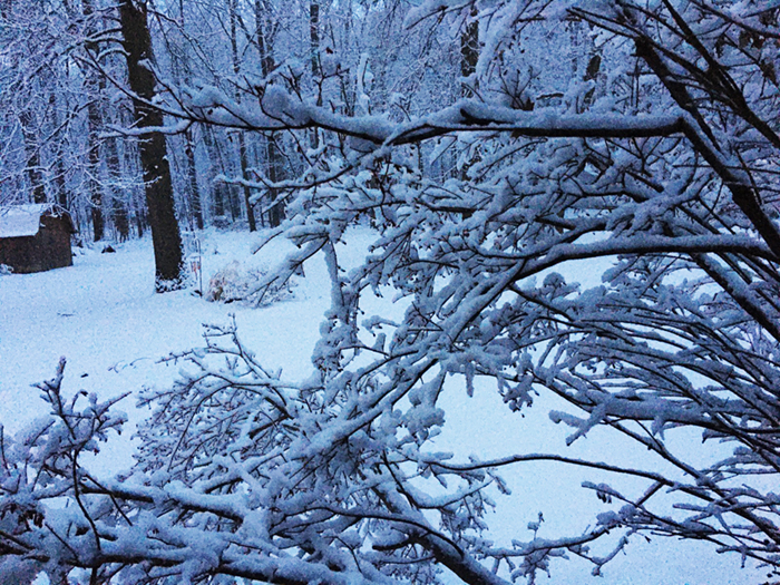 A winter snow covered backyard with lots of trees and a shed